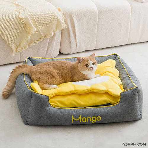 Mango 蛮果宠物品牌形象展示
